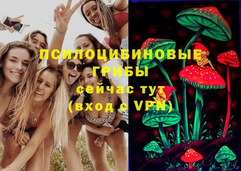 Галлюциногенные грибы Psilocybe  купить   Краснослободск 